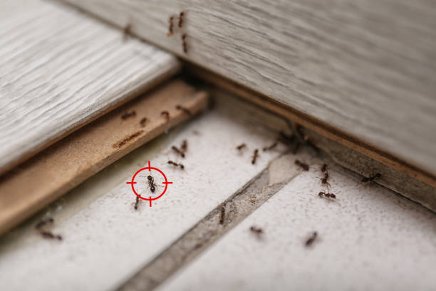 Reliable Shorewood, IL Pest Control Solutions