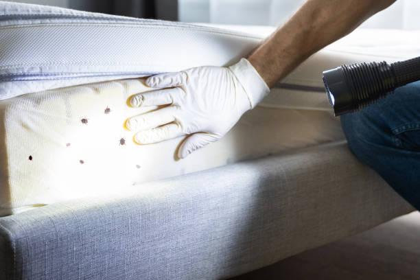 Best Pest Control Near Me in Shorewood, IL