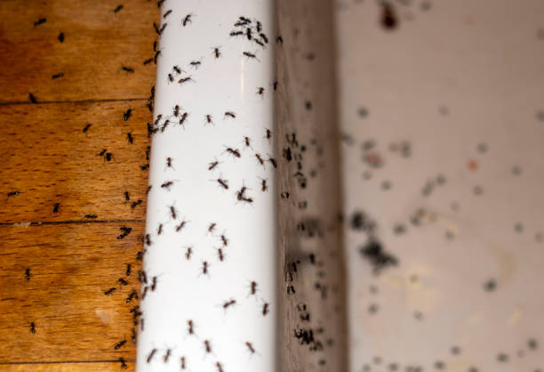 Pest Control Cost in Shorewood, IL