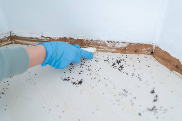Best Emergency Pest Control  in Shorewood, IL